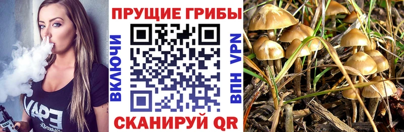 Купить где  Астрахань  Псилоцибиновые грибы прущие грибы 